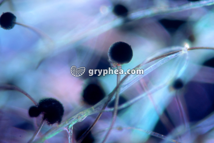 Sporanges de Rhizopus x15 - gryphea.com